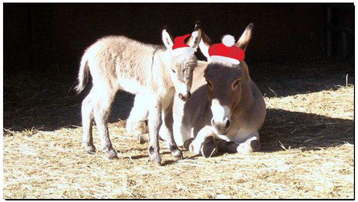Maddie O'Brien's Christmas Donkeys